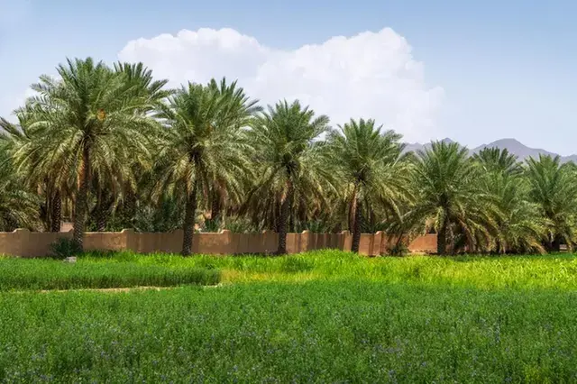 Oman: SEZAD nears 2024 goal with 85% tree planting completed in Duqm